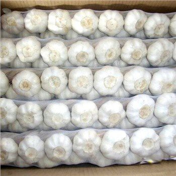 Treccia Di Aglio Fresco Pelle Bianca